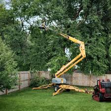 Best Tree Disease Treatment  in Fulton, MO